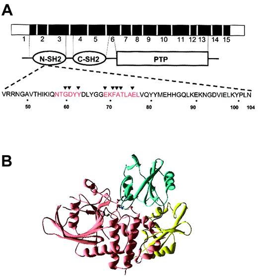 Figure 3. Sites of exon 3 mutations and predicted effects on SHP-2 structure. (A) Schematic of the PTPN11 gene with functional domains. The amino acid sequence of the N-SH2 domain is highlighted below. The interaction sites between the N-SH2 and PTP domains are indicated in red. The sites of the exon 3 mutations reported here are indicated by the arrowheads. (B) The catalytic cysteine, Cys459, is shown (green dots), as are 2 of the residues mutated in leukemia samples, D61 and E76 (red dots). These residues make critical contacts with the catalytic domain, and the residues' mutation is predicted to disrupt the inhibition of the catalytic domain by the amino-terminal SH2 domain. The N-terminal SH2 domain is shown in blue, the C-terminal SH2 domain in yellow, and the catalytic domain in pink. The figure was generated using Swiss-PdbViewer.
