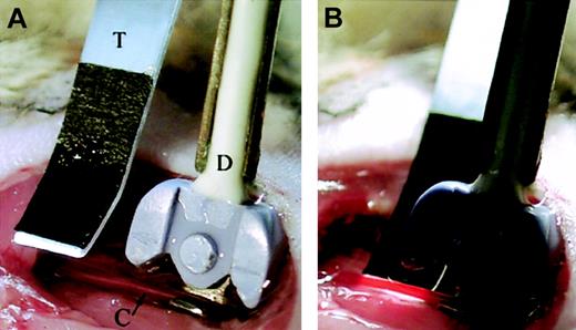 Figure 1. Transillumination of dissected carotid artery for intravital videomicroscopy. (A) The Doppler flow probe (labeled D) is positioned proximal to the bifurcation of the carotid artery (labeled C), with the artery in the flow probe's groove. The transilluminator (labeled T) is placed along side the artery, proximal to the flow probe so that the vessel is transilluminated from below (B).