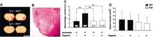 Figure 1. Heparin-produced cerebral hemorrhage. (A) Representative photographs of cerebral sections (1 mm) from heparin-treated WT and tPA KO mice. At 48 hours after MCA occlusion, gross cerebral hemorrhage was observed only in WT mice with heparin administration. Scale bars equal 5 mm. (B) Photomicrograph of cerebral hemorrhage from WT mice. Inset is 1.7-fold magnified from the area denoted by the asterisk. Scale bar equals 2 mm. (C) Effect of heparin on hemorrhage volume. Infusion of heparin 3 hours after MCAO significantly increased hemorrhage volume in WT mice but not in tPA KO mice. (D) No significant differences in infarct volumes were observed among any of the groups (n = 6). (C-D) Values are means ± SD. **P < .01.