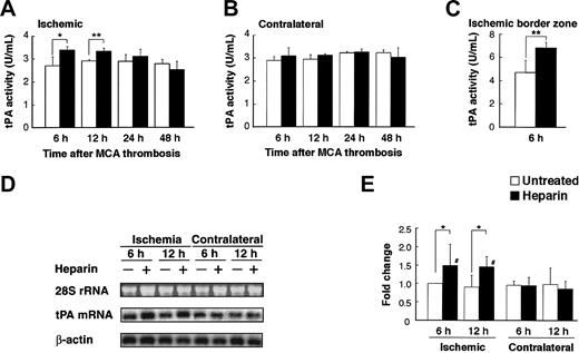 Figure 2. Heparin administration induced tPA activity and mRNA expression. (A-B) Time course of tPA activity after MCAO in ischemic and nonischemic hemispheres in WT mice. Compared with the untreated mice, heparin-treated mice had significantly higher tPA activity in the ischemic hemisphere at 6 and 12 hours (A). No significant difference in tPA activity in the nonischemic hemisphere was noted between heparin-treated and untreated mice (B). Values are means ± SD (n = 4 or 5). *P < .05; **P < .01. (C) In the ischemic border zone, tPA activity was further increased by heparin administration at 6 hours. Values are means ± SD (n = 5). (D) Northern blot analyses of tPA mRNA expression 6 and 12 hours after MCAO in ipsilateral and contralateral cerebral hemispheres of ischemia in WT mice, which was normalized by the expression of β-actin (E). Compared with the untreated mice, heparin-treated mice had significantly higher tPA mRNA levels in ischemic hemispheres at 6 and 12 hours. Ethidium bromide staining of the 28S ribosomal RNA revealed equal RNA loading in all lanes. Values are means ± SD (n = 4). *P < .05; #P < .05 compared with contralateral hemispheres.
