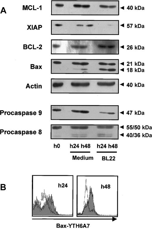 Figure 6. Mitochondrial survival proteins and procaspases in BL22-treated B-CLL cells. CLL cells were cultured for indicated periods in the presence or absence of 1000 ng/mL BL22. (A) CLL cells were harvested from cultures and lysed. Lysates (50 μg/mL) were separated by SDS-PAGE and were transferred to membranes. Membranes were hybridized with antibodies to proapoptotic or antiapoptotic proteins, to caspase-8 and -9, or to actin (loading control). Blots were developed using chemoluminescent substrates. Approximate sizes of bands are indicated. Shown are results from a representative experiment; a second experiment gave comparable results. (B) CLL cells were permeabilized and stained with antibody YTH-6A7, which recognized conformational changes of Bax but failed to detect the unchanged Bax protein. Cells were analyzed by flow cytometry. Fluorescence intensities of BL22-treated CLL cells are shown as a gray area; intensities of untreated cells are overlaid as a thin line. Shown are results of a representative experiment; 2 additional patient samples gave similar results.