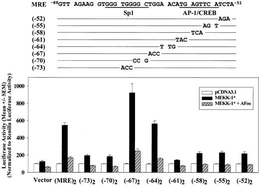 Figure 3. Two separate regions in MRE contribute its response to MEKK-1 stimulation. A series of trinucleotide substitution were introduced into -75 to -52 region of both copies of MRE in (MRE)2/Luc, as shown in the upper panel. These mutant constructs were transfected into VSMCs with pCDNA3.1 blank vector or MEKK-1*. A dominant-negative AP-1, A-Fos, was also cotransfected with MEKK-1* to examine the contribution of AP-1. One day after the start of transfection, cells were harvested and luciferase activities were assayed. Luciferase activities were normalized to Renilla luciferase activities of cotransfected pRL-TK. Triplicate transfections were performed in each experiment, and the bar graph shows results from 3 or more separate experiments.
