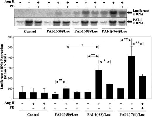 Figure 7. MRE mediates Ang II—stimulated PAI-1 expression. VSMCs infected with adenoviruses containing PAI-1(-764)/Luc, PAI-1(-88)/Luc, PAI-1(-50)/Luc, as well as Luc without PAI-1 promoter (control), were starved and stimulated by Ang II for 3 hours with or without 50 μM PD98059 (PD) pretreatment. Northern blot analysis was performed by using a probe for luciferase and PAI-1, respectively. Representative blots of luciferase and PAI-1 mRNA expression and a bar graph quantitation of luciferase mRNA levels normalized to green fluorescence protein (GFP) mRNA of unstimulated cells from 3 separate experiments are shown. *P < .05 and **P < .001 by ANOVA.