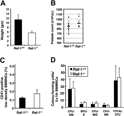 Figure 1. Size and hematopoietic characteristics of raf-1-/- mice. (A) The weight (gm) for raf-1+/+ (n = 18) and raf-1-/- (n = 16) littermates at 18 to 21 days after birth is presented as the mean ± SD. The size difference is readily appreciated beginning 2 to 3 days after birth. (B) Circulating platelet counts for raf-1+/+ (n = 21) and raf-1-/- (n = 15) littermates at 18 days after birth are presented, with the mean value indicated by the bar. The mean (± SD) values (× 103) are 832 ± 102 (raf-1+/+) and 929 ± 94 (raf-1-/-); P = .006. (C) The mean percentage (± SD) of CD41+ cells in freshly harvested bone marrow from raf-1+/+ (0.12%) and raf-1-/- (0.17%) littermates are presented; n = 3 for each genotype. Student t test analysis indicates that the 2 groups are not statistically different; P = .12. (D) The relative representation of colony-forming progenitor cells per 50 000 low-density bone marrow mononuclear cells from raf-1+/+ (n = 9) and raf-1-/- (n = 6) littermates at 18 days after birth is presented. Colonies were generated in methylcellulose media supplemented with SCF, IL-6, IL-3, EPO, and TPO. CFU-GM indicates colony-forming unit granulocyte-macrophage; BFU-E, blast-forming unit erythrocyte; CFU-Mix, 3 lineages or less; and CFU-MK, CFU megakaryocyte. Error bars indicate means ± SD.