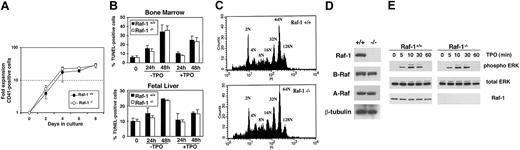 Figure 2. Raf-1 and in vitro megakaryocytopoiesis. (A) The fold expansion of raf-1-/- and raf-1+/+ CD41+ low-density bone marrow mononuclear cells grown in serum-free liquid culture supplemented with 50 ng/mL TPO is presented in semilog format. Data represent the mean ± SEM from 3 independent experiments. (B) Megakaryocytes generated by 4 days of culture in TPO-containing media were washed and resuspended in media with (+TPO) or without (-TPO) TPO, and TUNEL assays were performed following an additional 0, 24, or 48 hours of incubation. The percentage of TUNEL-positive bone marrow–derived megakaryocytes following culture for the indicated times in media with or without TPO is presented (left). Data are the mean ± SEM of 5 independent experiments. The same experiments performed on megakaryocytes derived from E13.5 to E15.5 fetal liver cells (n = 3) produced similar results (right). (C) DNA ploidy analysis of raf-1+/+ and raf-1-/- megakaryocytes stained with fluorescein isothiocyanate–conjugated antimouse CD41 antibody and propidium iodide. Data are from CD41+ megakaryocytes and are representative of 3 independent experiments that each produced the same results. DNA ploidy values ranging from 2N to 128N are indicated above their respective peaks. (D) Western blots demonstrate Raf-1, A-Raf, and B-Raf protein expression in purified mature megakaryocytes derived from raf-1+/+ (+/+) or raf-1-/- (-/-) bone marrow. Total protein (20 μg) was loaded in each lane, separated by 10% sodium dodecyl sulfate–polyacrylamide gel electrophoresis (SDS-PAGE), and probed with antibodies against Raf-1, B-Raf and A-Raf, and β-tubulin, the latter serving as an independent measure of protein loading. (E) A representative Western blot demonstrates similar kinetics and extent of TPO-induced ERK phosphorylation in purified raf-1-/- and raf-1+/+ BM-derived megakaryocytes. The proteins were separated by 10% SDS-PAGE, and blots were probed as indicated using anti–phospho ERK, anti–total ERK, or anti–Raf-1 antibody.