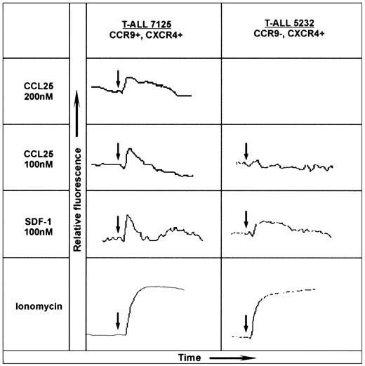 Figure 2. CCL25/TECK-induced calcium mobilization on CCR9+ T-ALL blasts. The human chemokines CCL25/TECK (CCR9 ligand) and CXCL12/SDF-1α (CXCR4 ligand) were tested for calcium mobilization on 2-mL aliquots of 107/mL Fluo-3 AM-loaded T-ALL blasts. The left panel shows the dose-response of patient 7125 T-ALL blasts to human CCL25/TECK (hCCL25/TECK) and the response to hCXCL12/SDF-1α; the right panel shows the response of patient 5232 to these chemokines. The chemokine receptor expression is indicated at the top of each panel. Ionomycin was also used as a stimulator of calcium influx to obtain the maximal response. The arrows indicate the time of additions.