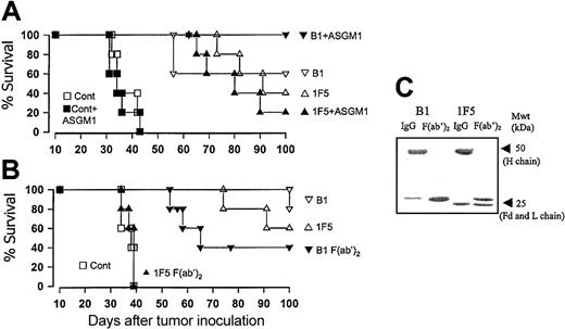 Figure 3. The effect of NK cells and Fc-dependent mechanisms on the therapeutic activity of B1 mAb in SCID mice. (A) Groups of 4 to 5 SCID mice were injected with 2.5 × 106 Daudi cells intravenously on day 0, and then treated with 100 μg B1, 1F5, or PBS (control) intravenously on day 7. In the NK-depleted groups (solid symbols), the animals were injected with 25 μg anti-ASGM1 (ASGM1) intraperitoneally on days 5 and 9 after tumor inoculation. (B) Groups of 4 to 5 SCID mice were injected with 2.5 × 106 Daudi cells intravenously on day 0 and then treated with 100 μg B1 or 1F5 IgG (open symbols) or F(ab′)2 fragments (solid symbols) or PBS intravenously on day 7. Additional 100-μg injections of F(ab′)2 were given intraperitoneally on day 7, intravenously and intraperitoneally on day 8, and intraperitoneally on day 9, to a total of 500 μg. (C) Samples of the IgG and F(ab′)2 fragments of the IF5 and B1 mAb used in panel B were assessed by SDS-PAGE analysis under reducing conditions. The Fd and light (L) chain fragments of the reduced B1 F(ab′)2 comigrate. Note, the absence of contaminating heavy (H) chains in both F(ab′)2 preparations.