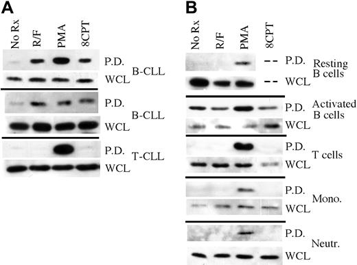 Figure 2. Rap1 activation “pulldown” analysis in primary hematopoietic cell populations. (A) Rap1 activation was determined in leukemic cell preparations from 2 B-CLL and 1 T-CLL patient following treatment for 1 hour with 10 μM rolipram/40 μM forskolin (R/F), 300 nM phorbol myristate acetate (PMA), or 50 μM 8CPT-2Me-cAMP using a GST-Ral-GDS pulldown technique (P.D.), followed by anti-Rap1 immunoblotting. As a control, total levels of Rap1 in whole cell lysates (WCL) are shown. (B) Comparable analysis of purified primary human resting or CD40 ligand-activated peripheral blood B cell, T cell, monocyte, and neutrophil populations. All experiments were performed at least twice. The dashed lines in the resting B-cell data indicate that the effect of 8CPT-2Me-cAMP on Rap1 activation was not tested in this particular B-cell sample due to an inadequate number of cells for multiple analyses.