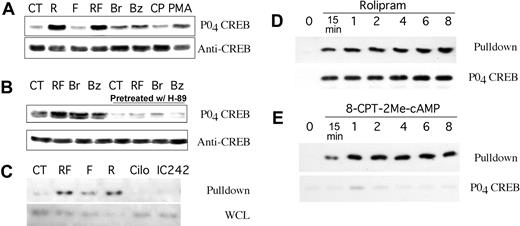 Figure 4. CREB phosphorylation and Rap1 pulldown analysis of B-CLL cells after treatment with nonselective or EPAC-selective agents. (A) CREB Ser133 phosphorylation in B-CLL cells treated for 30 minutes with media alone (CT), 10 μM rolipram (R), 40 μM forskolin (F), rolipram and forskolin (RF), 200 μM 8-Br-cAMP (Br), 200 μM N6-benzoyl-cAMP (Bz), 50 μM 8CPT-2Me-cAMP (CP), or 300 nM phorbol myristate acetate (PMA). (B) Same as for panel A, but where indicated B-CLL cells were pretreated for 10 minutes with the PKA-inhibitor H-89 (10 μM). (C) Rap1 activation following one hour of treatment with vehicle alone (CT), rolipram/forskolin (RF), 40 μM forskolin alone (F), 10 μM rolipram alone (R), 10 μM cilostamide (Cilo), or 10 μM IC242 was determined in leukemic cell preparations from 2 B-CLL patients using a GST-Ral-GDS pulldown technique, followed by anti-Rap1 immunoblotting (Pulldown). Cilostamide is a PDE3 inhibitor, whereas IC242 is a PDE7 inhibitor. As a control, total levels of Rap1 in whole cell lysates are shown (WCL). (D) Time course of Rap1 activation and CREB Ser133 phosphorylation following treatment of B-CLL cells with 10 μM rolipram. (E) Time course of Rap1 activation and CREB Ser133 phosphorylation following treatment of B-CLL cells with 50 μM 8CPT-2Me-cAMP. Control blots for total Rap1 and total CREB showed equal amounts of these proteins in the whole cell lysates used in panels D-E (data not shown).