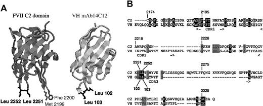 Figure 2. Homology between the C2 domain of FVIII and VH region of mAb14C12. (A) The sequence homology between the variable parts of mAb14C12 and the C2 domain of FVIII, including one PL binding site (Leu2251-Leu2252), is primarily carried by the VH region. (A) Views of a model structure of the FVIII C2 domain on which amino acids Leu2251 and Leu2252, highlighted in black, can be aligned with identical residues Leu102 and Leu103 of the VH mAb14C12. (B) Sequence alignment resulting from combination of data obtained by secondary structure alignment, global sequences alignment, and 3-D structural comparison are shown. Homologue residues between C2 domain and mAb14C12 are highlighted in black; similar residues are highlighted in gray. For mAb14C12, CDR position is indicated above the sequence.