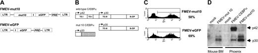 Figure 1. Mut10 C/EBPα expresses enhanced levels of a 30-kDa protein. (A) Schematic depiction of the vectors used for these studies. The cDNA for mut10 C/EBPα was inserted into the FMEV-GFP retroviral vector. Cotranslation of eGFP is mediated by an internal ribosomal entry site (I). A posttranscriptional regulatory element (PRE) from the woodchuck hepatitis virus increases expression levels. (B) Schematic representation of predicted proteins expressed by wild-type or mut10 C/EBPα cDNAs. Due to a 7-bp deletion resulting in a frameshift at amino acid 39 and a termination codon at amino acid 159, the full-length 42-kDa protein is truncated and enhanced expression of a 30-kDa protein is observed. (C) Coexpression of eGFP in the vectors allows the detection of both transduced and nontransduced cells. The eGFP fluorescence was measured by flow cytometry in BM cells infected with either the control “empty” vector (FMEV-GFP) or the vector containing mut10 C/EBPα cDNA (FMEV-mut10). Transduction efficiencies obtained with BM cells are indicated. (D) Expression of the 30-kDa protein was confirmed by Western blot analysis. Protein extracts were prepared from either infected BM cells or transient transfected Phoenix packaging cells, from which virus supernatants were obtained. Protein (3 μg/lane) was separated by SDS-PAGE and immunoblotted with anti-C/EBPα antibody that detects an epitope on the C-terminus.