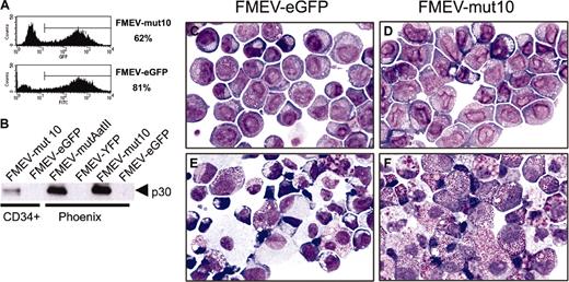 Figure 5. Transduction of mut10 into human CD34+ CB cells abrogates myeloid differentiation. CD34+ CB cells were infected with either FMEV-mut10 or control FMEV-GFP as described in “Materials and methods.” (A) Flow cytometric measurements of eGFP-positive cells and their mean fluorescence was determined for each cell population. The transduction efficiency for one experiment is indicated. (B) Western blot analysis confirmed the expression of a 30-kDa protein from both the human mut10 cDNA and the murine mutAatII cDNA from the FMEV vectors. Similar levels of mut10 C/EBPα protein were observed in CD34+ CB cells and murine Linneg BM cells (Figure 1D); the protein from FMEV-mut10 Phoenix cells serves as an internal control between blots, as this is the identical protein extract. The high levels observed in Phoenix cells are due to high copy numbers of the DNA transiently expressed in these cells. In contrast, the amount of protein in the transduced CD34+ CB cells and murine Linneg BM represents stable expression of an estimated 1 to 3 copies of the vector per cell. (C-F) Cytomorphology of human CD34+ CB cells infected with the control FMEV-eGFP (C,E) or FMEV-mut10 vector (D,F), sorted for eGFP expression, and cultured in GM-CSF, SCF, and IL3. Immediately after sorting (C-D), both cell cultures consisted of a minor fraction of erythroid progenitors (proerythroblasts and basophilic macroblasts) and a major fraction of myeloblasts and promyelocytes. The nuclear morphology of the mut10-positive cells (D) is obviously changed compared with the control (C). (E-F) In 14-day cell cultures, the control culture contains a wide spectrum of maturing erythroid and granulocytic cells, as well as macrophages (E), while the mut10-transduced hematopoietic cell culture consists predominantly of neutrophilic and eosinophilic promyelocytes (F). Giemsa staining. Original magnification, × 560.