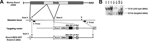 Figure 1. Generation of Runx1-IRES-GFP knock-in mice. (A) To generate a targeting vector, the Runx1 cDNA at a unique SacII site was cloned in-frame into the corresponding SacII site of Runx1 exon 4, creating an artificial exon 4 that contains the entire 3′ coding region of the gene. This was followed by IRES-GFP and polyadenylation (pA) cassettes. There is approximately 10 kb of genomic DNA flanking Runx1 exon 4. The endogenous and targeted Runx1 alleles are also depicted. Filled rectangles indicate the 5′ and 3′ probes used for Southern analysis to detect homologous recombination. X denotes an XbaI site. (B) Southern blot analysis of genomic DNA isolated from the tails of offspring from a mating of 2 heterozygous Runx1-IRES-GFP knock-in mice. DNA was digested with XbaI. The wild-type and targeted alleles generate 14- and 9.8-kb bands, respectively, when detected with the 5′ probe.
