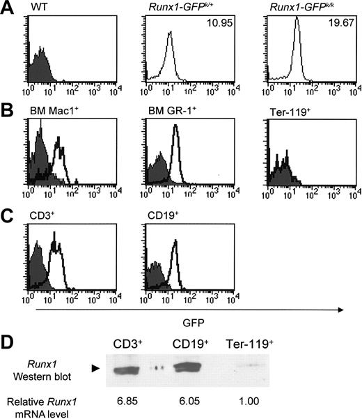 Figure 2. Expression of Runx1 in hematopoietic lineages analyzed by flow cytometry. (A) GFP expression was determined in hematopoietic cell subsets from wild-type (WT), Runx1-IRES-GFPk/+, and Runx1-IRES-GFPk/k mice. The mean fluorescence intensity (MFI) of GFP expression in Runx1-IRES-GFPk/+ and Runx1-IRES-GFPk/k cells is shown in each panel. GFP expression in CD19+ B cells is shown; other hematopoietic subsets from Runx1-IRES-GFPk/k mice likewise had an MFI approximately twice that of cells from Runx1-IRES-GFPk/+ mice in all lineages that expressed Runx1. (B) Bone marrow (BM) cell suspensions were prepared from Runx1-IRES-GFPk/k and wild-type mice, stained with either Ter-119, Mac 1 (CD11b), or GR-1, and analyzed for GFP expression by flow cytometry. In the analysis of Ter-119+ expression, the curve for Runx1-IRES-GFPk/k cells is superimposable with that of wild-type cells and is therefore not readily apparent. (C) GFP expression in lymph node T cells (CD3+) and B cells (CD19+) from wild-type and Runx1-IRES-GFPk/k mice was determined using flow cytometry. In panels B-C, the filled and open curves indicate GFP expression in wild-type and Runx1-IRES-GFPk/k cells, respectively. (D) Western blot analysis of FACS-purified CD3+ or CD19+ lymph node cells and Ter-119+ BM cells from Runx1-IRES-GFPk/k mice. The analyzed populations had more than 98% purity. Lysates from an equal number of cells for each group (6 × 106 cells) were analyzed, and the blot was probed with a rabbit polyclonal antibody that specifically recognizes Runx1. Determination of the relative level of Runx1 mRNA expression by real-time RT-PCR in these FACS-purified cell populations is indicated below the Western blot. The results were normalized relative to input cell number.
