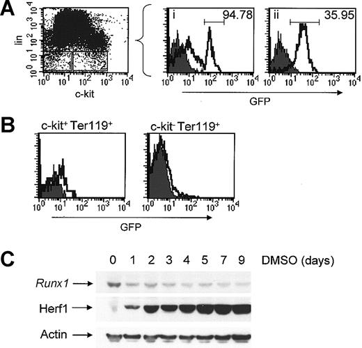 Figure 3. Expression of Runx1 in hematopoietic lineages. The filled and open curves indicate GFP expression in wild-type and Runx1-IRES-GFPk/k cells, respectively. (A) Analysis of GFP expression in cell populations enriched for HSC activity. Bone marrow cells prepared from Runx1-IRES-GFPk/k and wild-type mice were stained for c-kit using an APC-conjugated antibody and an array of lineage-associated markers using a cocktail of biotinylated antibodies (CD4, CD8, B220, GR-1, Mac1, and Ter119), with the latter revealed by SA-PE staining. The gating strategy is depicted in the dot plot, and panels i and ii show the expression of Runx1-GFP in c-kit-lin- and c-kit+lin- cells, respectively. The MFI of the indicated population is shown in the panel. (B) Bone marrow cells were prepared from Runx1-IRES-GFPk/k and wild-type mice, stained for Ter-119 and c-kit, and GFP expression in c-kit+Ter-119+ and c-kit-Ter-119+ fractions was determined by flow cytometry. (C) MEL cells were treated for the indicated time with 1.6% DMSO to induce erythroid differentiation. Expression of Runx1 was determined by Western blot analysis using a Runx1-specific antibody; expression of Herf1, an erythroid-specific protein, was also determined to confirm erythroid differentiation.