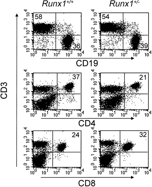 Figure 6. Effect of Runx1 haploinsufficiency on peripheral T-cell subsets. Lymph node cells were isolated from either wild-type (left) or Runx1+/- (right) mice, stained for CD19, CD3, CD4, and CD8, and the relative frequency of CD19+ B cells and CD3+CD4+ and CD3+CD8+ T-cell subsets was determined by flow cytometry. The percentage of cells positive for the indicated cell surface markers is noted in the figure.