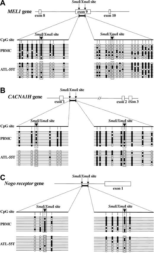 Figure 1. Methylation status of DNA fragments isolated by MCA/RDA. Genomic DNA was treated by sodium bisulfite and amplified by primers specific for DNA regions identified by MCA/RDA. Then, PCR products were subcloned into plasmid DNA, and the sequences were determined in 10 clones of each gene: (A) MEL1, (B) CACNA1H, and (C) Nogo receptor gene. The schemas show the structures of isolated DNA regions (bold bars), and arrowheads indicate the SmaI/XmaI sites. The methylation status of each CpG site is shown (•, methylated CpG; ○, unmethylated CpG).
