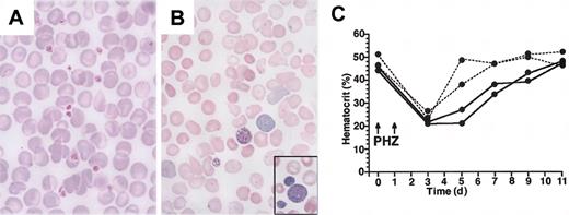 Figure 2. Peripheral blood abnormality in adult V205GR mice. (A) (B) Peripheral blood smears prepared from a V205GR mouse (B; line 1) and a wild-type littermate (A) were stained with Wright-Giemsa and examined by microscopy. Original magnification, × 400. The inset of panel B is at the same magnification, showing giant platelets observed in the same slide outside of the field shown. (C) Hematocrit in the blood of wild-type (dotted line) and V205GR (solid line) mice during recovery from PHZ-induced anemia.