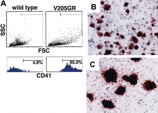 Figure 5. Dysregulated megakaryopoiesis in V205GR mice. (A) CD41 expression in bone marrow cells from wild-type (left panels) and V205GR (right panels) mouse. In the total ungated population, 30 000 events were acquired (upper panels). The lower panels show the histogram of CD41+ cells in the gated population of cells shown in the corresponding upper panels. (B,C) Megakaryocyte colonies from wild-type (B) and V205GR (C) bone marrow mononuclear cells. Colony formation assay was performed as described in the text, and megakaryocyte colonies are visualized by AChE staining. Original magnification, × 100.
