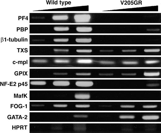 Figure 6. Expression of megakaryocyte-related genes in V205GR megakaryocytes. Megakaryocytes were isolated from the bone marrow of V205GR and wild-type mice, and the expression of megakaryocyte-related genes and transcription factors was analyzed by semiquantitative RT-PCR. The cDNAproducts were amplified with increasing number of cycles; 31, 34, and 37 cycles for PF4, β1-tubulin, and GATA-2; 34, 37, and 40 cycles for PBP, TXS, c-mpl, GPIX, p45, MafK, FOG-1, and HPRT.