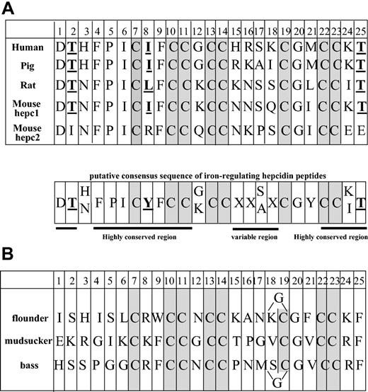 Figure 1. Comparison of the 25-amino acid peptide sequences. The sequences for hepcidin are from mammals (A) and various fish species (B). In the putative consensus amino acid sequence, the X is for any residue and Y for a neutral residue. The conserved cysteines are shaded and the bold underlined residues are those characteristics of the iron-regulatory peptides. In the flounder and bass hepcidin peptides, an additional G residue is present between residues 18 and 19.