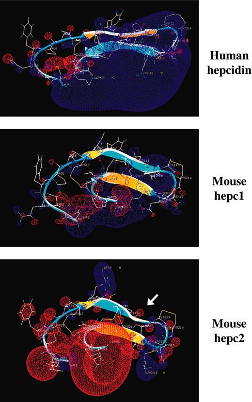 Figure 2. Three-dimensional structural analysis of human hepcidin and mouse hepc1 and hepc2 peptides. The 3D structure of mouse hepc1 and hepc2 was obtained by reference to human hepcidin (PDB 1M4F19) using the CBS modeling tools. The 2 β sheets of the peptides are represented by arrows, the β1 sheet comprises amino acids 7 to 12, and the β2 sheet comprises amino acids 18 to 22. These β sheets are antiparallel and the structure is stabilized by disulfide bridges (7-23, 10-22, 11-19) and H-bonds (8-22, 10-20, 12-18). The upper convex β-sheet face is colored in blue and the lower concave face in yellow. The convex/concave faces in hepc1 and hepc2 point in opposite directions to that of human hepc. The hepc2 β1 strand shows a marked torsion most likely due to the Q12-S18 H-bond passing behind the β2 sheet. The electrostatic potential was mapped on the molecule using the Poisson-Boltzmann equation (Swiss-Pdb Viewer tools). The positive potentials are drawn in blue and negative ones in red. The arrow is pointing out the torsion in the β1 sheet.