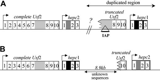 Figure 4. Genomic organization of the locus encompassing hepcidin and Usf2 genes. The genomic organization was determined according to the sequences of the RP23-22G9 clone (A) and the WGS Mm7 supercontig (B) on chromosome 7. The GenBank accession numbers are AC087143 and NW_000310 for panels A and B, respectively. The genes are represented by rectangles (the numbering of the exons is indicated), while the lines correspond to intergenic regions. The arrows represent the direction of transcription. Our analysis (data not shown) confirms genomic organization as represented in panel B.