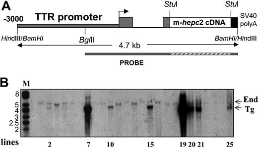 Figure 5. Generation of TTR-hepc2 transgenic mice. (A) Schematic representation of the TTR-hepc2 construct. The murine hepc2 cDNA was introduced between the transthyretin sequences (consisting of the 3 kb of the mouse TTR regulatory regions 5′ to the cap site, the first exon, first intron, and most of the second exon) and the SV40 small-T poly(A) signal sequence.17 (B) Southern blot analysis of tail DNA from transgenic founders. Genomic DNA was digested by BamHI and hybridized with the TTR probe shown in panel A. Two bands of the expected size, 5.3 kbp and 4.7 kbp, representing the endogenous TTR gene (End) and the transgene (Tg), respectively, were detected.