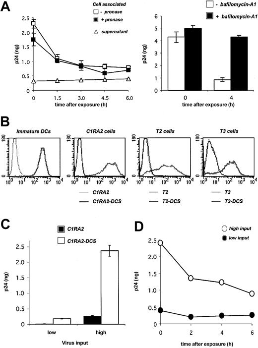 Figure 1. Fate of HIV-1 virions in primary DCs and in DC-SIGN+ cell lines. (A) Fate of HIV-1 in DCs. Cells were exposed to HIVNL4-3 for 2 hours, incubated at 37°C for the indicated time points, and cell-associated Gag contents were measured by ELISA. When stated, cells were treated with pronase before p24 measurement in order to remove virions present at the cell surface. Viral release in supernatants is also shown. Left panel: Viral inoculum was 200 ng p24 for 106 cells. Right panel: effect of bafilomycin-A1, an inhibitor of vesicular acidification, on intracellular p24. Bafilomycin-A1 (250 nM) was added 30 minutes before viral exposure and maintained for 4 hours. Viral inoculum was 55 ng p24/106 cells. Data (in ng p24/5 × 105 cells) are mean ± SD of duplicates. (B) Surface DC-SIGN expression levels in primary immature DCs, and in 3 human HLA-A2+ B-cell–derived lines (C1RA2, T2, and T3), before (thin curves) and after (thick curves) transduction with a lentiviral vector encoding for DC-SIGN (yielding C1RA2-DCS, T2-DCS, and T3-DCS cells, respectively). Cells were stained with anti–DC-SIGN Abs and analyzed by flow cytometry. An isotypic mAb was used as a negative control (dotted line). (C) Effect of DC-SIGN on viral capture. C1RA2 and C1RA2-DCS cells were exposed to HIVNLAD8 at 10 ng (low input) or 500 ng (high input) of p24/106 cells for 2 hours at 37°C. Cell-associated p24 contents (in ng p24/2.5 × 105 cells) were then measured. Data are mean ± SD of duplicates. (D) Fate of HIV-1 in C1RA2-DCS cells. Cells were exposed to HIVNLAD8 for 2 hours, incubated at 37°C for the indicated time points, and intracellular p24 contents (in ng p24/2.5 × 105 cells) were measured by ELISA. Viral inputs were 25 (black circles) or 250 (white circles) ng p24 for 106 cells. Similar results were obtained with HIVNL43. Data are representative of 3 independent experiments.
