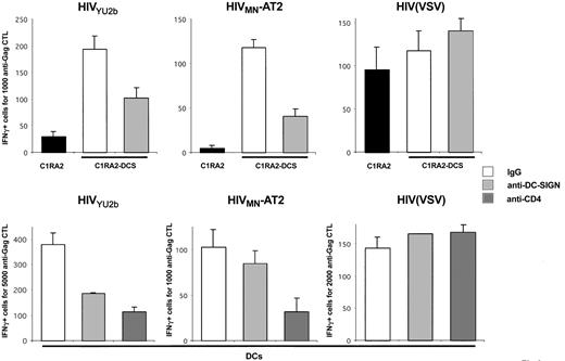 Figure 3. Effects of anti–DC-SIGN mAbs on exogenous presentation of HIV-1 antigens by MHC-I. C1RA2 and C1RA2-DCS cells (upper panels) or primary immature HLA-A2+ DCs (lower panels) were pretreated with AZT, exposed to the indicated viruses, and an IFNγ Elispot assay was performed using the anti-Gag CD8+ CTL line EM71-1 as effectors. Anti–DC-SIGN (8A5 + 1B10), anti-CD4 (Q4120), and IgG isotype control mAbs (at 20 μg/mL) were added 30 minutes before viral exposure.