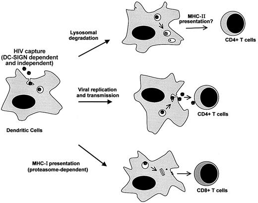 Figure 6. Multiple destinies of incoming HIV-1 particles in DCs. Virions are bound and internalized by DCs through various (DC-SIGN–dependent and –independent) pathways. After capture, the life span of HIV-1 is rather short, and most of the incoming virions will be degraded in an acidic compartment (probably lysosomes). This may lead to MHC-II antigen presentation. Some viral particles escape lysosomal degradation. A fraction will be transmitted to permissive CD4+ lymphocytes, probably by recycling to the cell surface, whereas another part will gain access to the cytoplasm. Cytosolic viral material may be the source of low levels of productive infection of DCs. The proteasome will also degrade cytosolic viral proteins, leading to MHC-I antigen presentation.