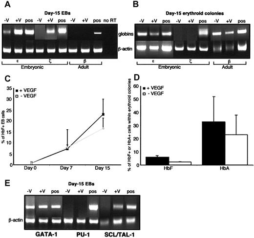 Figure 4. VEGF-A165 enhances the expression of bothζ and ϵ embryonic globins. (A-B) RT-PCR analyses of the embryonic (ϵ and ζ) and adult (β) globins compared in EBs differentiated for 15 days in the presence of cytokines+BMP-4 (-V) or cytokines+BMP-4+VEGF-A165 (+V) (A) and in their derived erythroid colonies aspirated from methylcellulose after 15 days of culture (B). Human fetal head cDNA (pos) was used as a positive control. Because no products were detectable in the absence of the reverse transcriptase (no RT), only one “no RT” reaction is shown in (A). β-actin PCR product signal intensity was used for standardization and relative quantitation. (C-D) Time course of the intracellular expression performed by flow cytometry of the HbF globin in EBs differentiated as indicated (C) and of both HbF and the HbA globins in the derived erythoid colonies (D). Results are expressed as the mean percentages of positive cells, with the corresponding SD (vertical bars) (n = 2 to 4 independent experiments in each condition). (E) RT-PCR analysis of GATA-1, PU-1, and SCL/Tal-1 transcription factors in EBs differentiated as indicated and described above (n = 3 independent experiments for each condition).