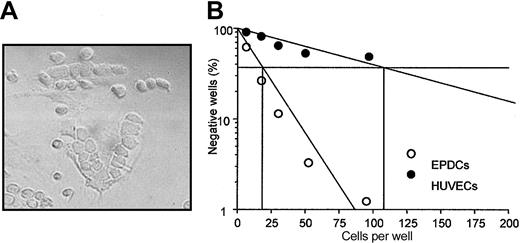 Figure 6. Hematopoietic supportive activity of EPDCs and HUVECs. (A) CAFC-like structure observed in primary culture of CEPDCs. Original magnification, × 250. (B) Cord-blood CD34+ cells were seeded at limiting dilutions onto a preestablished EPDC or HUVEC monolayer. EPDCs and HUVECs were seeded at passage 2. CAFC frequencies (determined at 37% of negative wells) were measured at week 5 of culture. Data shown are the means of 3 experiments.