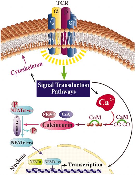 Figure 1. NFAT activation following TCR stimulation. TCR stimulation leads to calcium flux and additional signaling events that result in the activation of calcineurin, a Ca+2-calmodulin–dependent phosphatase that dephosphorylates NFAT proteins, enabling their movement to the nucleus (NFATc1-c4). Once in the nucleus, NFATc1 to NFATc4 cooperate with various coactivators (NFATn) to promote gene transcription. NFAT kinases, such as GSK-3, rephosphorylate NFATc1 to c4, thus leading to their relocalization to the cytoplasm.