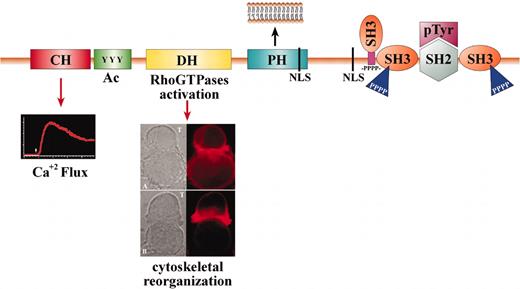 Figure 2. Vav1 functions as a GEF and scaffold protein. The domain structure and function of Vav1 is depicted. The Vav proteins encode the following domains: Calponin-homology (CH) domain—This domain is involved in Ca+2 mobilization (inset). Acidic (Ac) motif—A motif that contains 3 regulatory tyrosines in mammalian Vav and 1 in DroVav. DBL-homology (DH) domain—A conserved region that promotes the exchange of GDP for GTP on Rac/Rho GTPases, thus affecting cytoskeleton reorganization. The inset depicts the reorganization of actin during the creation of the immunologic synapse. Jurkat T cells were incubated for 15 minutes at 37°C with antigen-presenting cells (APCs) (Raji) prepulsed with medium alone (upper panel of inset) or with staphylococcus enterotoxin E (SEE) superantigen (lower panel of inset). F-actin was detected using Alexa546-coupled phalloidin (red). The cells were then analyzed by confocal microscopy. The position of the T cell and the APC (B cell) is indicated in the differential interference contrast (DIC) image by arrows. Pleckstrin homology (PH) domain—A domain that binds phosphatidylinositol 3-kinase (PI3K)–generated lipid products that enable its movement to the inner face of the plasma membrane (inset). Proline-rich region (-Pro-)—A short amino acid sequence rich in prolines that enables the binding of Vav proteins to SH3-containing proteins. SRC-homology 3 (SH3) domain—This region interacts with proteins that contain proline-rich sequences. SRC-homology 2 (SH2) domain—This domain interacts with proteins that contain phosphorylated tyrosines. Nuclear localization signal (NLS)—A motif involved in translocation to the nucleus.
