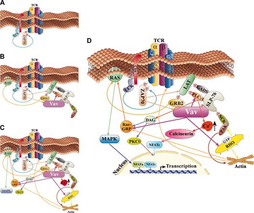 Figure 3. Vav1 is involved in NFAT activation in more that one pathway in T cells. A scheme of the cardinal regulatory pathways in which Vav1 is involved as an organizer of the cytoskeleton and a regulator of Ca2+ flux, thus leading to NFAT activation, is depicted. (A) This scheme depicts the initial steps in TCR activation and tyrosine kinase stimulation. (B) Tyrosine phosphorylation of Vav1 and other signaling proteins leads to association between these proteins and their activation. (C) Following TCR stimulation and activation of additional proteins, Vav1 activates Rac and is involved in Ca2 release as well as Ras activation. (D) A summary scheme of the various pathways in which Vav1 is involved in T cells that culminate in NFAT activation. A detailed explanation for each pathway is included in “Vav1 induces Ca2+ release: potential signaling cascades.”
