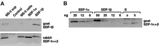 Figure 1. Detection of SDF-1α and SDF-1β in MS-5 cells and in serum. (A) Culture supernatants from MS-5 cells produced in serum-free medium (8 mL), control serum-free medium (8 mL), cell lysates of MS-5 cells (1 × 106 cell equivalents), recombinant human SDF-1α (20 ng), and SDF-1β (20 ng) were subjected to immunoprecipitation with anti–SDF-1α plus anti–SDF-1β antibodies and immunoblotted with antibodies that recognize both SDF-1α and SDF-1β or antibodies that preferentially recognize SDF-1β. (B) Aliquots of recombinant SDF-1α and SDF-1β and serum from 2 healthy individuals (a and b; precleared with protein G) were subjected to immunoprecipitation with anti–SDF-1α plus anti–SDF-1β antibodies and the immunoprecipitates immunoblotted with antibodies that recognize both SDF-1α and SDF-1β.