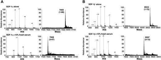 Figure 2. Demonstration of SDF-1α and SDF-1β cleavage by human serum. Recombinant SDF-1α and SDF-1β were incubated for 20 hours at room temperature alone or with 10% normal human serum. (A) Mass spectrometry of recombinant SDF-1α after 20 hours of incubation at room temperature alone or with 10% normal human serum. (B) Mass spectrometry of recombinant SDF-1β after 20 hours of incubation at room temperature alone or with 10% normal human serum. The average molecular mass after deconvolution of the indicated ion peaks (left) is shown on the right. Representative experiments are shown.