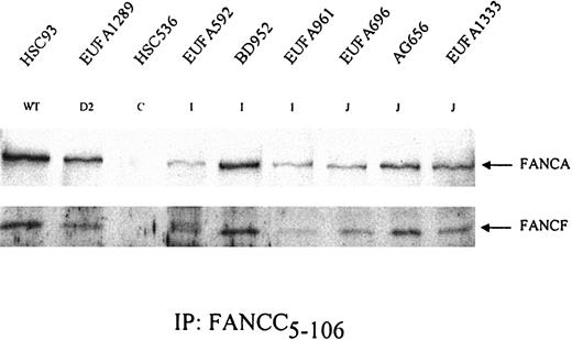 Figure 2. Formation of FA protein core complex in FA-I and FA-J cells. FANCC was precipitated from the indicated cell lysates. After gel electrophoresis, coimmunoprecipitation of the other core complex components FANCA and FANCF was examined. HSC536 (FA-C) was included as a negative control. Results show that both FA-I and FA-J cells are able to form the FA protein core complex. EUFA816 (FA-I) and EUFA543 (FA-J) (results not shown) were in agreement with the FA-I and -J cell lines shown.