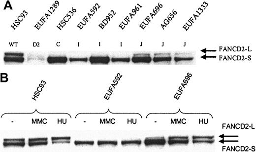 Figure 3. FANCD2 mono-ubiquitination in FA-I and FA-J cells. Whole cell extract was analyzed by direct Western blotting, using affinity-purified FANCD21-292 antibody (A) or mouse anti-FANCD21-272 monoclonal antibody (B). (A) FANCD2-L is clearly detectable in FA-J cells, but apparently absent in FA-I cells; EUFA816 (FA-I) and EUFA543 (FA-J) cells (results not shown) were in agreement with the FA-I and -J cell lines shown in the figure. EUFA1289 (FA-D2) cell line was used as a negative control for FANCD2. (B) No induction of FANCD2-L in FA-I cells and normal induction in FA-J cells. Cells were either untreated or treated with MMC or hydroxyurea (HU) for 24 hours, before analysis by direct Western blotting.
