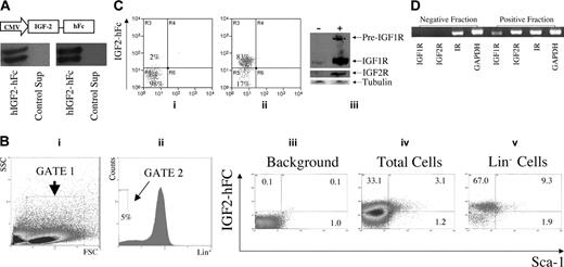 Figure 3. Detection by flow cytometry of IGF-2 receptor expression in fetal liver cells. (A) Production and secretion of IGF-2–hFc in transfected 293T cells. The upper panel shows a schematic of the plasmid expressing the human prepro–IGF-2 protein fused to a human IgG1 Fc fragment. The bottom panels show Western blots of the 48-hour conditioned medium of 293T cells transfected either by control or IGF-2–hFc–expressing vectors probed with antibodies against human IGF-2 (left) or human IgG1 (right). (B) Most fetal liver Lin-Sca-1+ cells specifically bind IGF-2–hFc. Total day 15 fetal liver cells were incubated at 4°C for 30 minutes with conditioned medium from control transfected 293T cells (iii) or cells transfected with the IGF-2–hFc expression vector (iv, v); the latter medium contained about 1 μg/mL IGF-2–hFc. Cells were then stained with anti-human IgG-PE, followed by the biotinylated Lin+ antibody cocktail, streptavidin-APC, anti-Sca-1–FITC, and propidium iodide (PI). For FACS analysis of total fetal liver, single cells that excluded PI were further gated by forward scatter/side scatter (i) to include only nucleated cells. Lin- cells were gated as the lowest 5% of APC-stained cells (ii). The gated cells were then analyzed for the binding of IGF-2–hFc and the level of Sca-1 (iii-v). (C) Western blot of total fetal liver cells sorted based on binding of IGF-2–hFc. (i, ii) The purity of IGF-2–hFc+ and IGF-2–hFc- fetal liver cells sorted after staining with IGF-2–hFc and anti-hIgG1–PE; panel i is the reanalysis of the sorted IGF-2–hFc- cells and panel ii, the reanalysis of the sorted IGF-2–hFc+ cells. In panel iii, antibodies against IGF1R (Cell Signaling Technology, Beverly, MA) and IGF2R (a gift from Dr Stuart Kornfeld) were used to detect the expression of these IGF-2 receptors in IGF-2–hFc+ and IGF-2–hFc- fetal liver cells. These results confirmed the specificity of IGF-2–hFc binding because cells unable to bind the IGF-2–hFc fusion protein did not express these 2 principal IGF-2 receptors. Blotting by anti–β-tubulin (Sigma) served as the loading control. (D) RT-PCR analysis of cDNA isolated from total fetal liver cells sorted based on binding of IGF-2–hFc. RT-PCR was used to detect the mRNA levels of IGF1R, IGF2R, and insulin receptor in IGF-2–hFc+ and IGF-2–hFc- fetal liver cells sorted as in panel C. Expression of GAPDH was measured as an indicator of the amount of RNA.