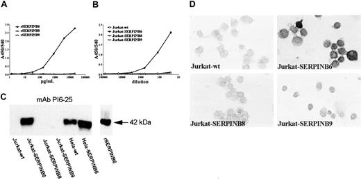 Figure 1. Specificity of SERPINB6 mAbs in ELISA, Western blot analysis, and immunohistochemistry. (A) Sandwich ELISA with pAb anti-SERPINB6 as catching antibodies (1 μg/mL) and biotinylated mAb PI6-12 as detecting antibody. Serial dilutions of rSERPINB6, SERPINB8, or SERPINB9 were tested. Absorbance values at 450 nm (A450/540) are plotted against the concentration of recombinant serpin (pg/mL). (B) Sandwich ELISA with pAb anti-SERPINB6 as catching antibodies (1 μg/mL) and biotinylated mAb PI6-12 as detecting antibody. Serial dilutions of lysates of Jurkat cells stably transfected with cDNA encoding SERPINB6, SERPINB8, or SERPINB9 were tested. Absorbance values at 450 nm (A450/540) are plotted against the sample dilution in the system. (C) Specificity of mAb PI6-25 in Western blot analysis. Ten microliters cell lysate (4 × 105 cells) of serpin-transfected and wild-type Jurkat cells and HeLa cells was separated on 10% SDS-PAGE and subjected to Western blotting. Blots were incubated overnight with mAb PI6-25. Arrow on the right indicates 42 kDa. (D) Specificity of mAb PI6-18 in immunocytochemistry. Cytospins of Jurkat cells, either wild-type or stably transfected with cDNAs encoding SERPINB6, SERPINB8, or SERPINB9, were analyzed by immunocytochemistry using mAb PI6-18, as described in “Patients, materials, and methods.” Nuclei were counterstained with hematoxylin. Original magnification, × 630.