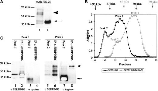 Figure 3. Characterization of SERPINB6 expressed by HMC-1 cells. (A) Ten microliters HMC-1 cell lysate (4 × 106 cells) was separated on 10% SDS-PAGE and subjected to Western blotting with mAb PI6-25 (1.5 μg/mL) to detect PI6 (lane 1). As positive control, rSERPINB6 was included (lane 2). The position of the molecular mass marker bands is indicated on the left. (B) One microliter HMC-1 lysate (40 × 106 cells) was applied to an ACA-54 column and was eluted with either PBS (black line) or PBS/2 M NaCl (gray dotted line) at 0.5 mL/min. SERPINB6 was measured in the column fractions by SERPINB6 ELISA. Positions of the markers albumin and IgG are indicated for both buffers. (C) HMC-1 lysate and the peak fractions of SERPINB6 of the ACA54 column were immunoprecipitated with pAb anti-SERPINB6 coupled to Sepharose beads and were analyzed on Western blot using mAb PI6-25 or mAb AA1 (1:200) to detect SERPINB6 (lanes 1-2, 5-6) and β-tryptase (lanes 3-4, 7-8), respectively. (arrow, lane 7) 32 kDa β-tryptase. (arrowhead, lanes 6, 8) 78 kDa SERPINB6-β-tryptase complex. The position of the molecular mass marker band is indicated on the left.