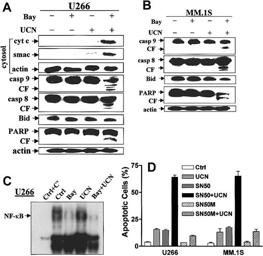 Figure 2. Coadministration of Bay 11-7082 and UCN-01 activates the mitochondrial pathway and caspase cascade in association with interruption of the NF-κB pathway. MM cells were exposed to 200 nM UCN-01 ± 4 μM (A; U266) or 1 μM (B; MM.1S) Bay 11-7082 for 24 hours, after which cells were lysed and subjected to Western blot analysis to monitor the expression of caspase-9 and -8 and PARP. Alternatively, cytosolic fractions were prepared as described in “Materials and methods,” and expression of cytochrome c and Smac/DIABLO in cytosol was assessed by Western blot analysis (U266 cells) (A). For each condition, lanes were loaded with 30 μg protein; blots were subsequently reprobed for actin expression to ensure equivalent loading and transfer of protein. CF indicates cleavage fragment. (C) U266 cells were treated as described for panel A, after which nuclear extracts were prepared and subjected to EMSA, as described in “Materials and methods.” The activity of NF-κB was reflected by the extent of binding of 32P-labeled oligonucleotides corresponding to the NF-κB binding site of the immunoglobulin light chain promoter. To control for probe specificity, nuclear extracts obtained from untreated cells were incubated with a 100-fold excess of unlabeled NF-κB oligonucleotides for 10 minutes before the addition of labeled NF-κB oligonucleotides (C, lane 1; Ctrl+C'). For panels A-C, the results of a representative experiment are shown; 2 additional studies yielded equivalent results. (D) Both U266 and MM.1S were exposed to 200 nM UCN-01 with or without 50 μg/mL SN50 (specific inhibitory peptides of NF-κB) or a nonfunctional mutant control (SN50M) for 24 hours, after which the extent of apoptosis was determined by evaluating Wright-Giemsa-stained cytospin slides; values represent means ± SDs for 3 separate experiments performed in triplicate).