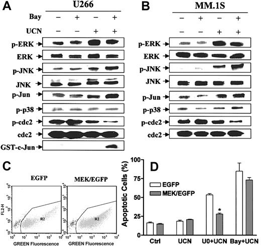 Figure 3. Bay 11-7082 markedly enhances UCN-01-induced activation of SAPK/JNK and dephosphorylation of p34cdc2, whereas enforced MEK/ERK activation fails to block Bay 11-7082/UCN-01-mediated lethality. MM cells were exposed to 200 nM UCN-01 ± 4 μM (A; U266) or 1 μM (B; MM.1S) Bay 11-7082 for 24 hours, after which cells were lysed and subjected to Western blot analysis to monitor phosphorylation status of ERK1/2, JNK, c-Jun, p38, and p34cdc2. For each condition, lanes were loaded with 30 μg protein. Alternatively, U266 cell lysates were subjected to a SAPK/JNK kinase assay. SAPK/JNK activity was reflected by the extent of phosphorylation of a GST-c-Jun fusion protein (A, bottom panel). For panels A and B, results are representative of 3 separate experiments. (C-D) U266 cells were transiently transfected with activated MEK1 (mutation of serine to aspartic acid at sites 218 and 222)/pEGFP-C2 or its corresponding empty vector and isolated using FACS, as described in “Materials and methods.” After 24 hours, purity (C) and viability (greater than 95%) of GFP+ cells (gate R2) were monitored by flow cytometry and trypan blue exclusion. GFP+ cells were exposed to 200 nM UCN-01 ± 4 μM Bay 11-7082 or 20 μM U0126 for 24 hours, after which the extent of apoptosis was determined by evaluating Wright-Giemsa-stained cytospin slides (D). Values represent means ± SDs for 3 separate experiments performed in triplicate. *Significantly lower than values for cells transfected with empty vector (P < .01).