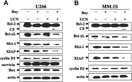 Figure 4. Coadministration of Bay 11-7082 and UCN-01 results in the cleavage of Bcl-2 and the down-regulation of Bcl-xL, Mcl-1, and XIAP in MM cells. MM cells were exposed to 200 nM UCN-01 ± 4 μM (A; U266) or 1 μM (B; MM.1S) Bay 11-7082 for 24 hours, after which cells were lysed and subjected to Western blot analysis to monitor the expression of Bcl-2, IAP family members, and cyclin D1, as described in “Materials and methods.” For each condition, lanes were loaded with 30 μg protein; blots were subsequently reprobed for actin to ensure equivalent loading and transfer of protein. Results of a representative experiment are shown; 2 additional studies yielded equivalent results. CF indicates cleavage fragment.