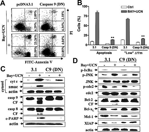 Figure 6. Stable transfection of DN caspase-9 diminishes Bay 11-7082/UCN-01-induced apoptosis in MM cells. U266 cells were stably transfected with a DN caspase-9 (mutation of cysteine to alanine at the active residue 286) or an empty vector (pcDNA3.1), as described in “Materials and methods.” Transfected cells were treated with 4 μM Bay 11-7082 + 200 nM UCN-01 for 24 hours, after which the extent of apoptosis was monitored by annexin V-FITC staining and flow cytometric analysis as described for Figure 1C; results are representative of 3 separate experiments (A). Cells were treated as described for panel A, and the percentage of cells displaying morphologic evidence of apoptosis or loss of mitochondrial membrane potential (Δψm) was determined as described in “Materials and methods.” Values represent means ± SD for 3 separate experiments performed in triplicate. **Significantly lower than values for cells transfected with empty vector; P < .002 (B). Alternatively, Western blot analysis was used to monitor the expression/cleavage of the indicated caspases and PARP, the release of cytochrome c and Smac/DIABLO into the cytosolic S-100 fraction (C) or the phosphorylation of IκBα, JNK, and p34cdc2, and the expression of antiapoptotic proteins (D). (C-D) Each lane was loaded with 30 μg protein; blots were subsequently reprobed for actin expression to ensure equivalent loading and transfer of protein. CF indicates cleavage fragment. Results of a representative experiment are shown; an additional study yielded equivalent results.