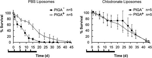 Figure 5. Enhanced clearance of PIGA- RBCs by liver macrophages is responsible for their shortened half-life. Wild-type mice received 5 intravenous clodronate-liposome injections (0.01 mL/g) every fourth day. The bold bar below the diagram indicates the time points of injections. PKH-labeled RBCs were injected 2 days after the first injection. The percentage of stained PIGA- and PIGA+ cells was determined for each time point and normalized to 2 hours after injection time point. Liposome-encapsulated PBS was used as a control. Data represent mean ± SD.