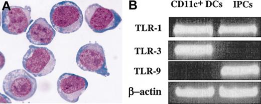 Figure 4. IPCs derived from HPCs in FLT3-L/TPO cultures exhibit morphology typical of and TLR-9 expression similar to those of peripheral blood IPCs. (A) Giemsa staining of IPCs purified from day 25 HPC culture in FLT3-L/TPO was examined under a Nikon E1000 microscope at × 1000 original magnification. (B) Sorted IPCs and CD11c+ immature DCs from day 25 culture of HPCs in FLT3-L/TPO were assessed for their expression of TLR1, TLR3, and TLR9, as detailed in “Materials and methods.” Data shown are representative of 3 experiments.