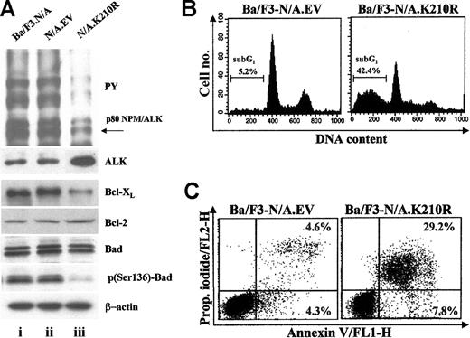 Figure 2. Tyrosine kinase activity of NPM/ALK up-regulates Bcl-XL and promotes Bad phosphorylation. Ba/F3-NPM/ALK+ cells were transiently transfected with NPM/ALK kinase defective mutant (N/A.K210R), an empty control vector (N/A.EV), or electroporated in the absence of DNA (Ba/F3.N/A). (A) At 48 hours from transfection total lysates were separated by 7.5% SDS-PAGE and analyzed by immunoblotting with anti-ALK (ALK) and antiphosphotyrosine (PY) monoclonal antibodies (upper panel). The same cellular lysates were also separated by 12% SDS-PAGE and analyzed by immunoblotting with antibodies specifically recognizing total Bcl-XL, Bcl-2, Bad, and a phosphoserine-136 (p136-Bad) residue of Bad (lower panel). Levels of β-actin were reported as a protein loading control (lower panel). (B) Cell-cycle distribution of the transfected cells was assessed 48 hours after transfection by propidium iodide staining and flow cytometric analysis. The sub-G1 peak is indicative of the presence of apoptotic cells with subdiploid DNA content. (C) Occurrence of apoptosis was also performed by a propidium (Prop.) iodide-annexin V staining at 48 hours after transfection.